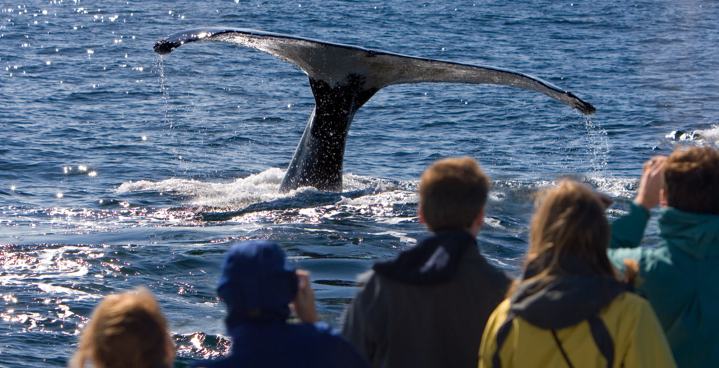 5 people are facing the ocean from a boat as they watch a whale's tail pop up.