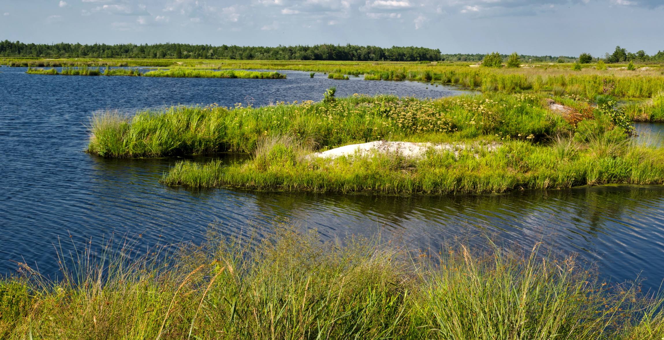 Shrubs and plants around water in the New Jersey Pine Barrens