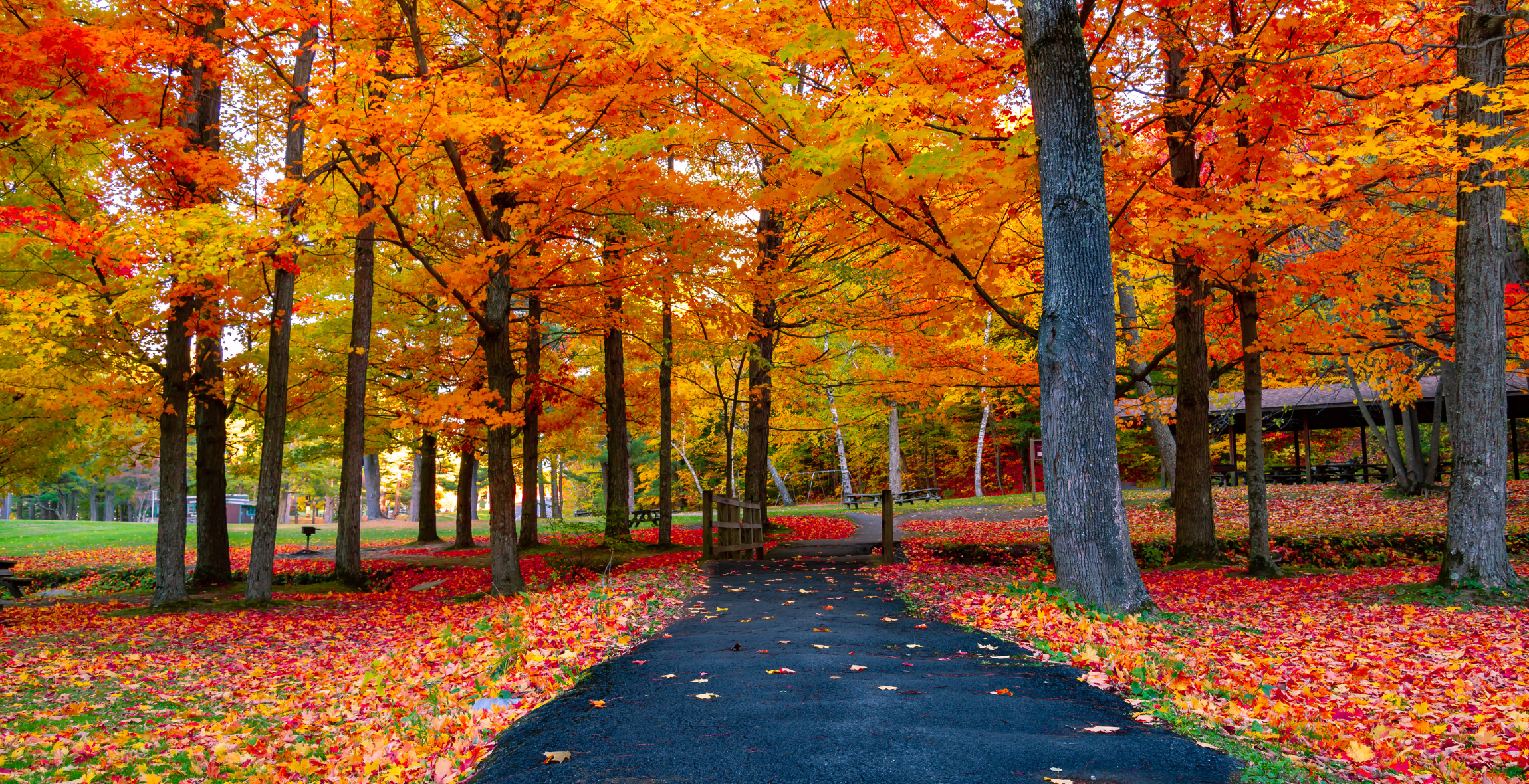 fall foliage in the Northeast United States around a small walking trail