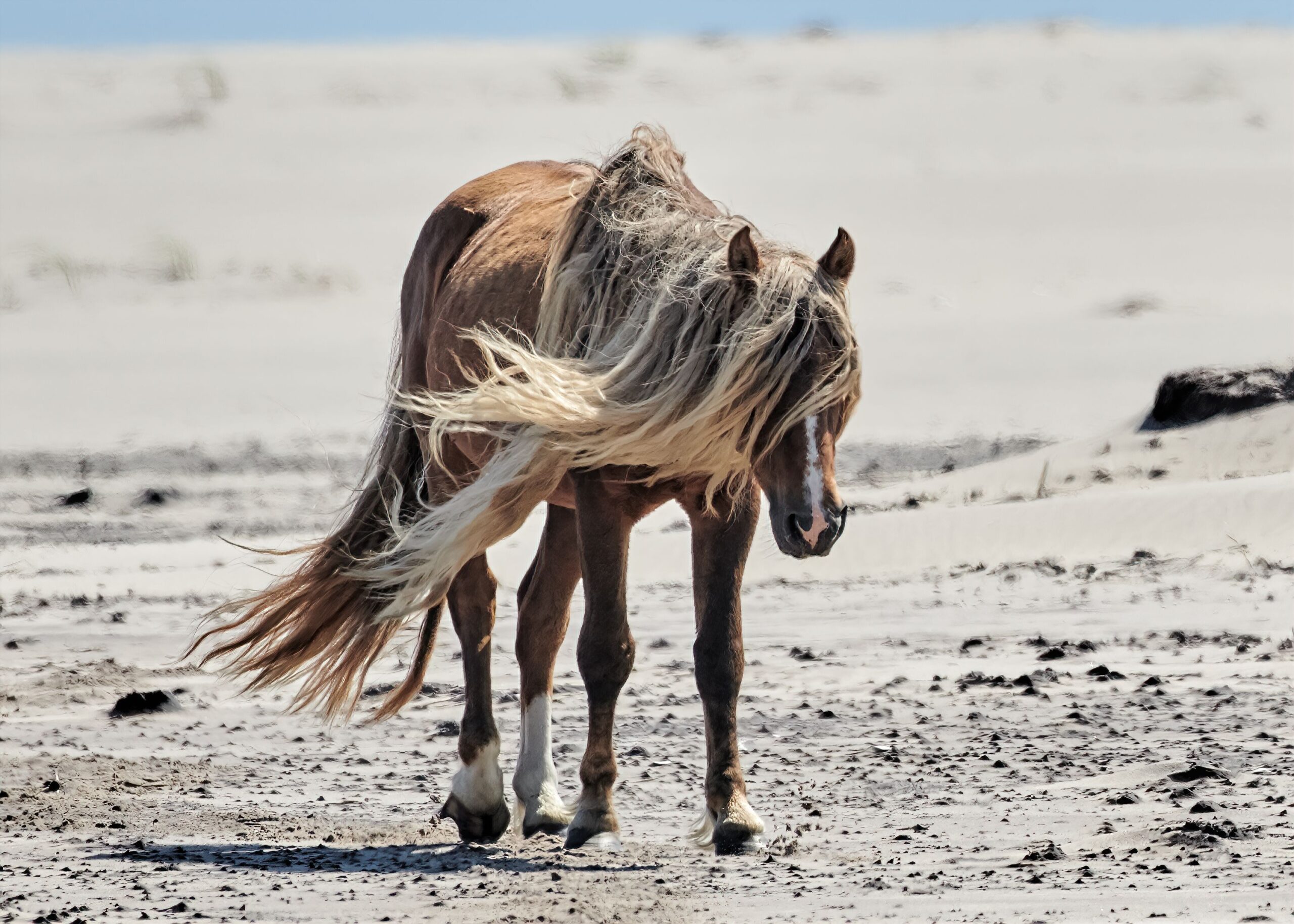 A scenic view of a horse walking on the beach